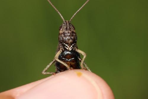 Omocestus rufipes